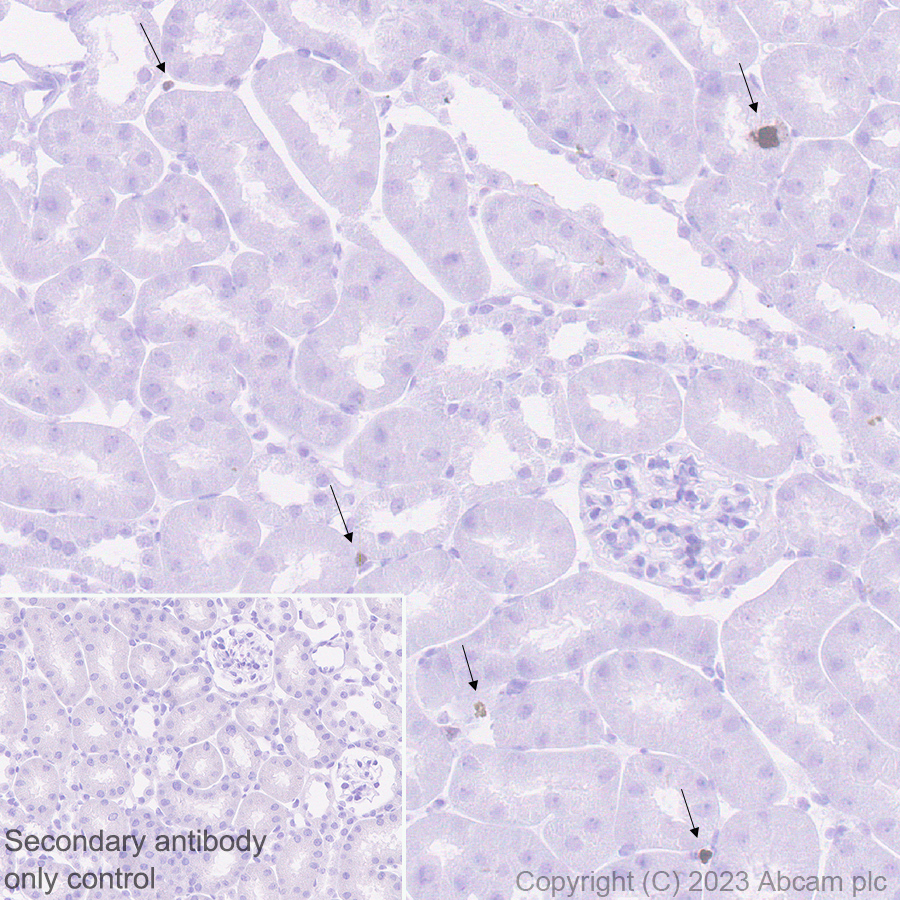 Immunohistochemistry (Formalin/PFA-fixed paraffin-embedded sections) - Goat Anti-Rabbit IgG H&L (HRP polymer) (AB214880), expandable thumbnail