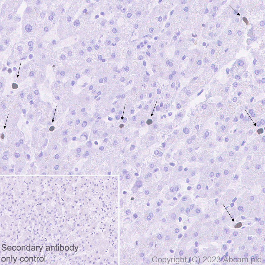 Immunohistochemistry (Formalin/PFA-fixed paraffin-embedded sections) - Goat Anti-Rabbit IgG H&L (HRP polymer) (AB214880), expandable thumbnail