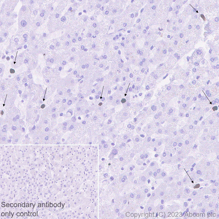 Immunohistochemistry (Formalin/PFA-fixed paraffin-embedded sections) - Goat Anti-Rabbit IgG H&L (HRP polymer) (AB214880)