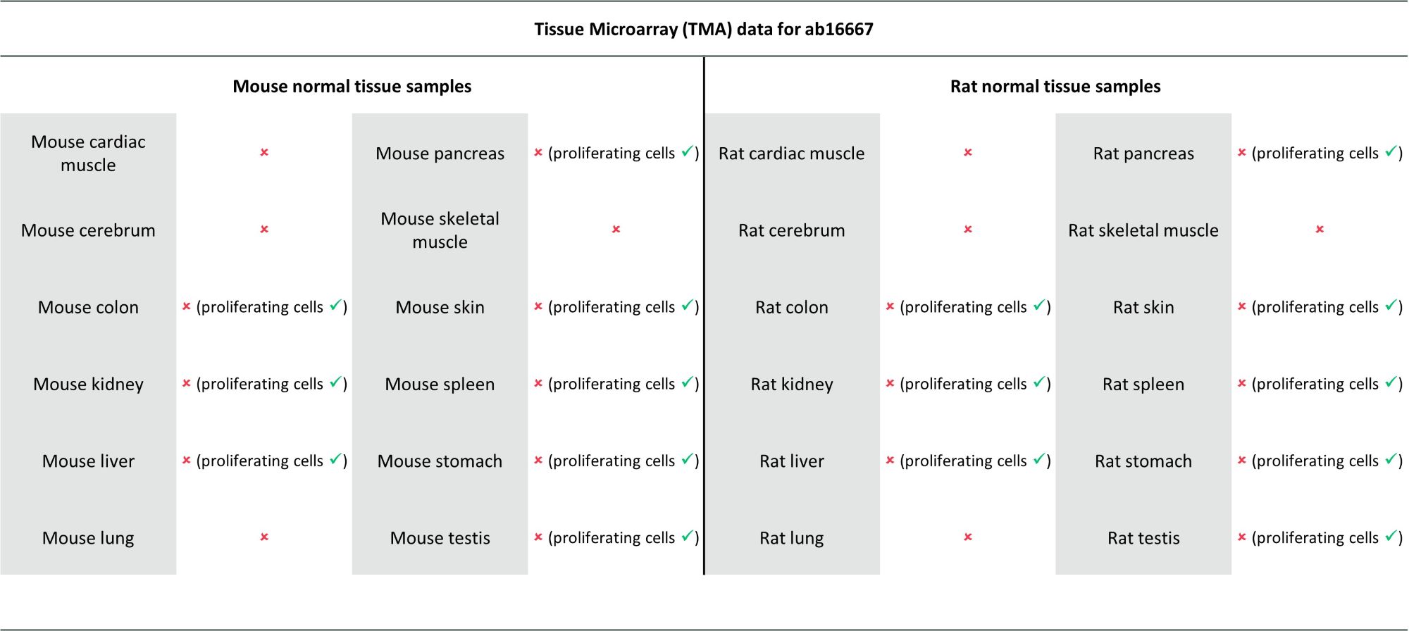 Immunohistochemistry (Formalin/PFA-fixed paraffin-embedded sections) - Goat Anti-Rabbit IgG H&L (HRP polymer) (ab214880), expandable thumbnail