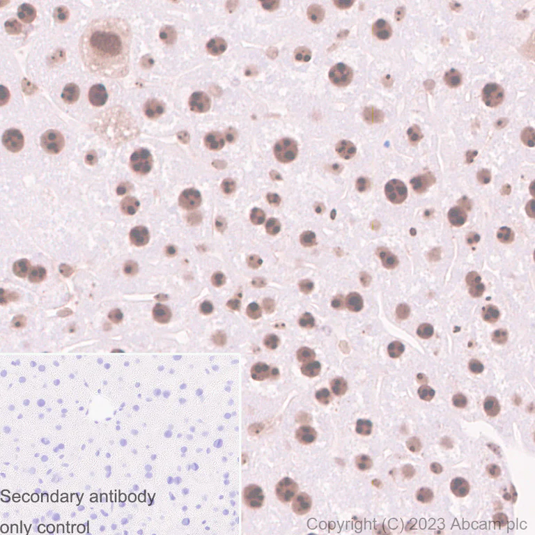 Immunohistochemistry (Formalin/PFA-fixed paraffin-embedded sections) - Goat Anti-Rabbit IgG H&L (HRP polymer) (AB214880)