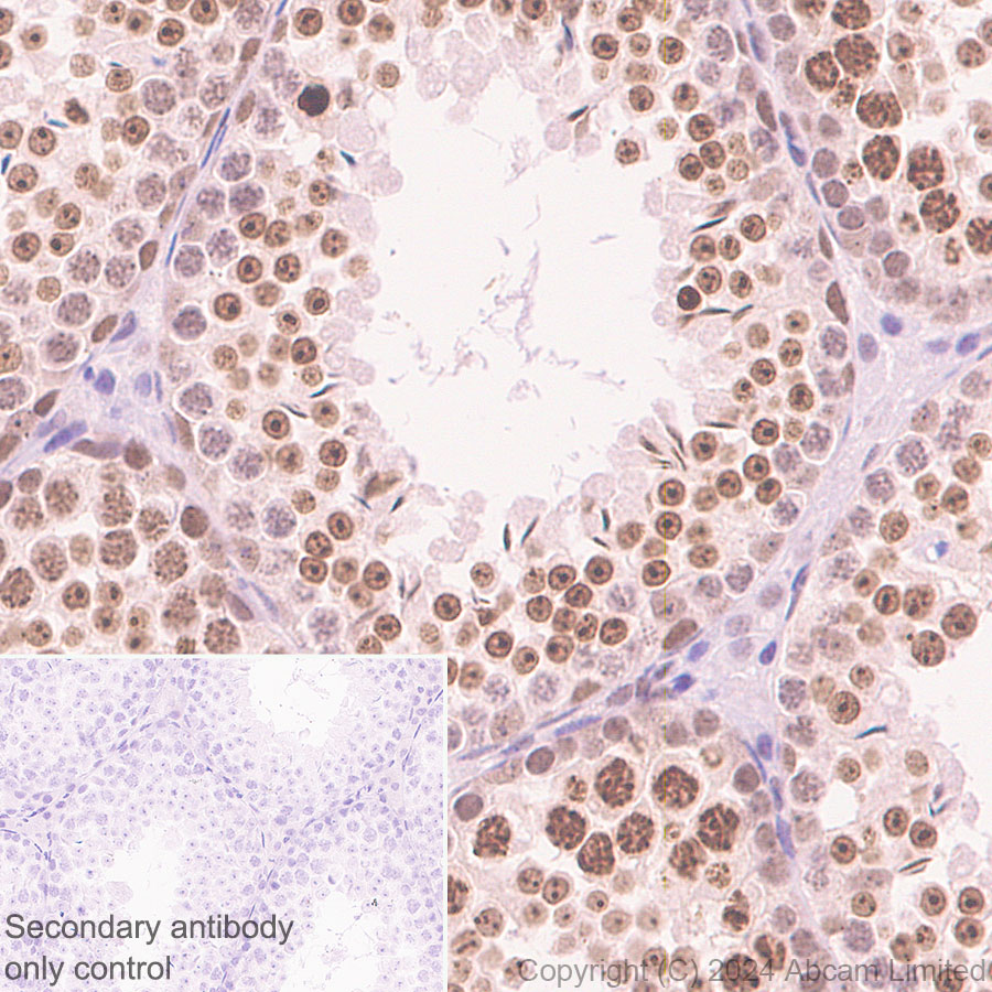 polymer Goat Anti Rabbit (IgG) secondary antibody HRP