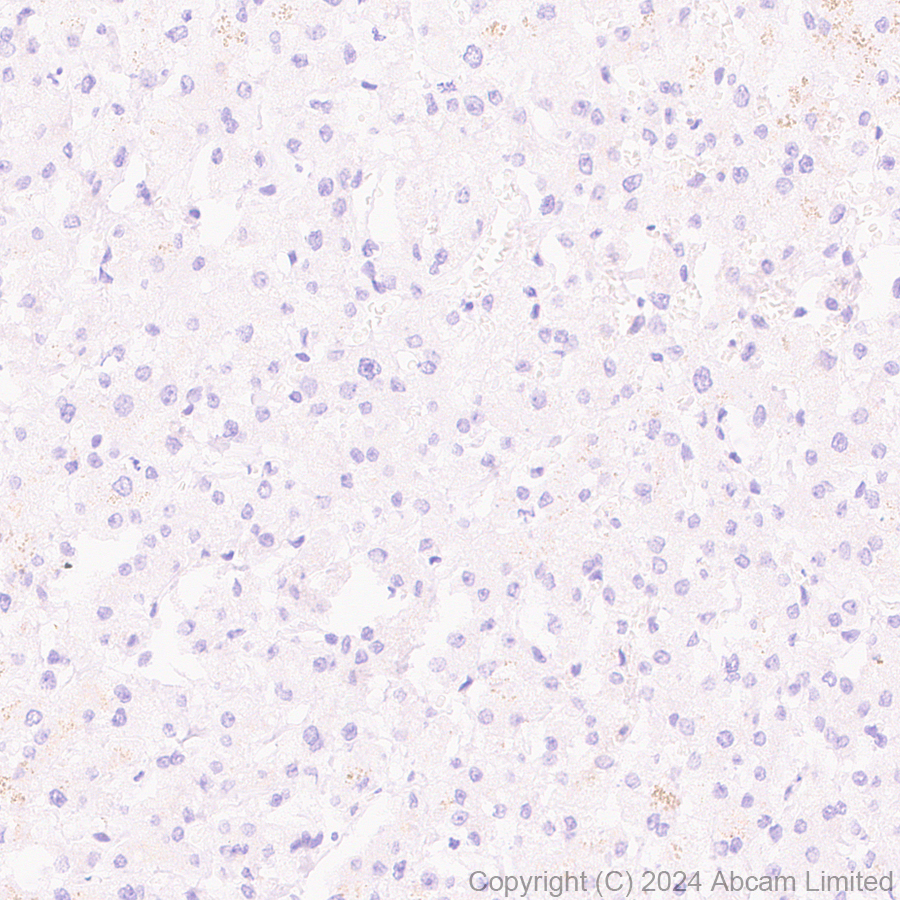 Immunohistochemistry (Formalin/PFA-fixed paraffin-embedded sections) - Goat Anti-Rabbit IgG H&L (HRP polymer) (ab214880), expandable thumbnail