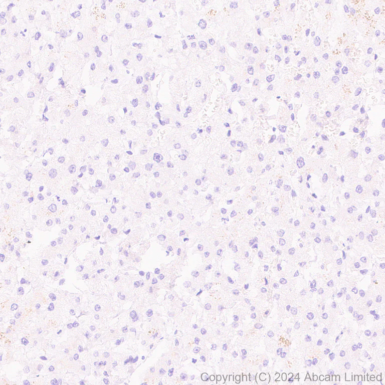 Immunohistochemistry (Formalin/PFA-fixed paraffin-embedded sections) - Goat Anti-Rabbit IgG H&L (HRP polymer) (AB214880)