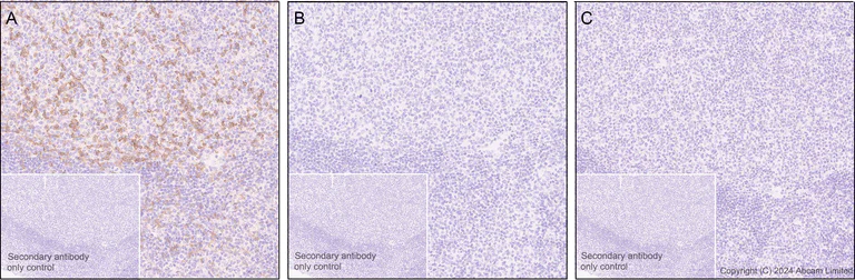 Immunohistochemistry (Formalin/PFA-fixed paraffin-embedded sections) - Goat Anti-Rabbit IgG H&L (HRP polymer) (AB214880)