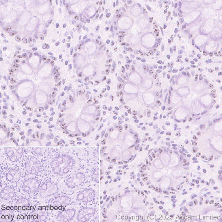 Immunohistochemistry (Formalin/PFA-fixed paraffin-embedded sections) - Goat Anti-Rabbit IgG H&L (HRP polymer) (AB214880)