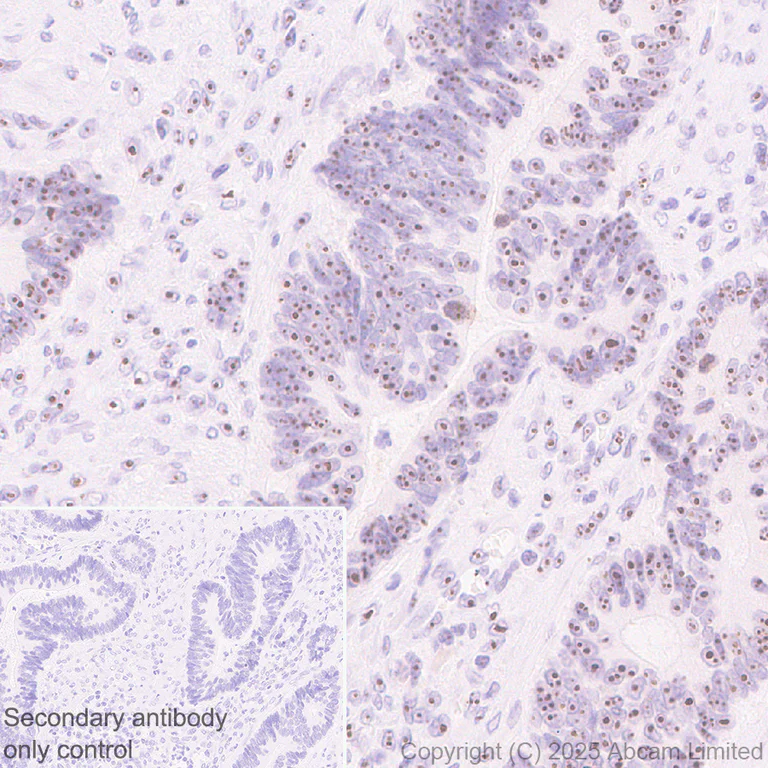 Immunohistochemistry (Formalin/PFA-fixed paraffin-embedded sections) - Goat Anti-Rabbit IgG H&L (HRP polymer) (AB214880)