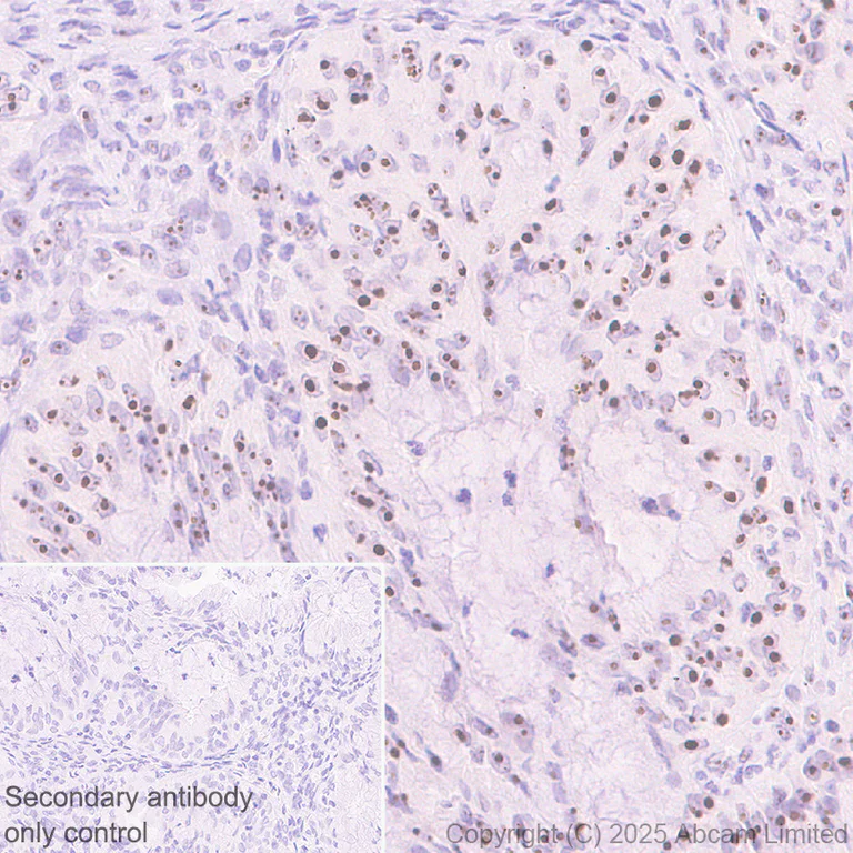 Immunohistochemistry (Formalin/PFA-fixed paraffin-embedded sections) - Goat Anti-Rabbit IgG H&L (HRP polymer) (AB214880)