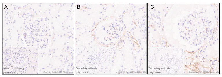 Immunohistochemistry (Formalin/PFA-fixed paraffin-embedded sections) - Goat Anti-Rabbit IgG H&L (HRP polymer) (AB214880)
