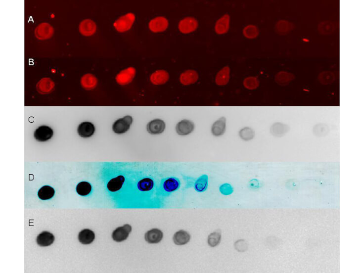 Dot Blot - Goat Anti-Rabbit IgG H&L (HRP) preadsorbed (ab7090), expandable thumbnail