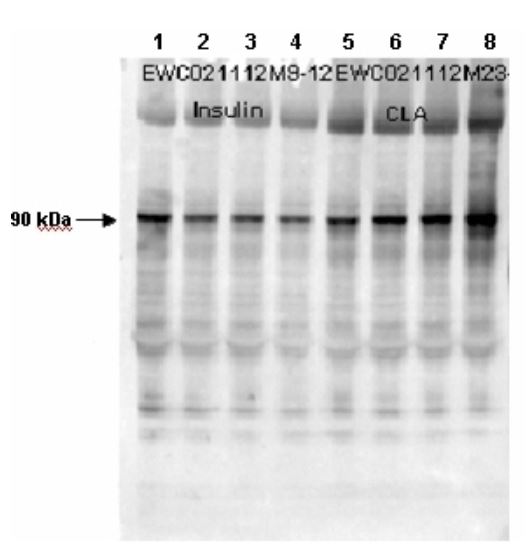 Western blot - Goat Anti-Rabbit IgG H&L (HRP) preadsorbed (ab7090), expandable thumbnail