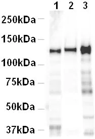 Western blot - Goat Anti-Rabbit IgG H&L (HRP) preadsorbed (AB7090)