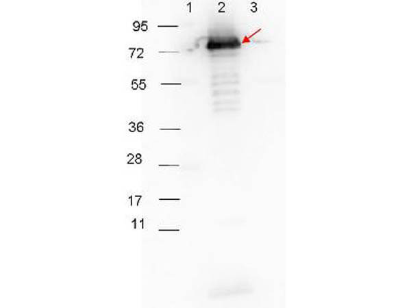 Western blot - Goat Anti-Rabbit IgG H&L (HRP) preadsorbed (ab7090), expandable thumbnail