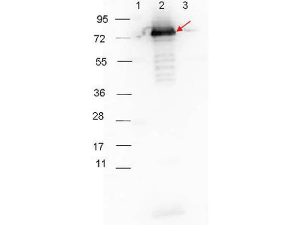 Western blot - Goat Anti-Rabbit IgG H&L (HRP) preadsorbed (AB7090)