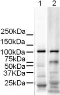 Western blot - Goat Anti-Rabbit IgG H&L (HRP) preadsorbed (ab7090), expandable thumbnail