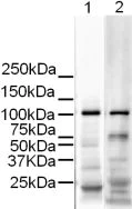 Western blot - Goat Anti-Rabbit IgG H&L (HRP) preadsorbed (AB7090)