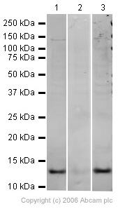 Western blot - Goat Anti-Rabbit IgG H&L (HRP) preadsorbed (ab7090), expandable thumbnail