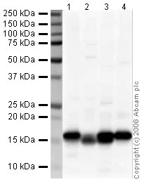 Western blot - Goat Anti-Rabbit IgG H&L (HRP) preadsorbed (AB7090)