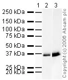 Western blot - Goat Anti-Rabbit IgG H&L (HRP) preadsorbed (AB7090)