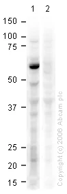 Western blot - Goat Anti-Rabbit IgG H&L (HRP) preadsorbed (AB7090)