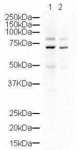 Western blot - Goat Anti-Rabbit IgG H&L (HRP) preadsorbed (AB7090)