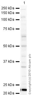 Western blot - Goat Anti-Rabbit IgG H&L (HRP) preadsorbed (AB97080)