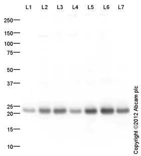 Western blot - Goat Anti-Rabbit IgG H&L (HRP) preadsorbed (AB97080)