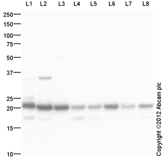 Western blot - Goat Anti-Rabbit IgG H&L (HRP) preadsorbed (AB97080)