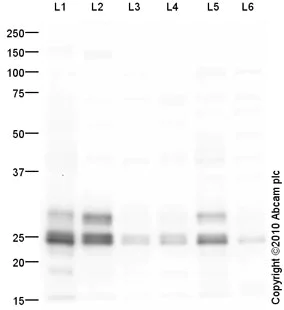 Western blot - Goat Anti-Rabbit IgG H&L (HRP) preadsorbed (AB97080)