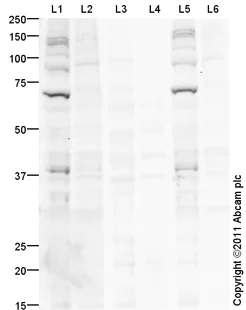 Western blot - Goat Anti-Rabbit IgG H&L (HRP) preadsorbed (AB97080)