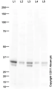 Western blot - Goat Anti-Rabbit IgG H&L (HRP) preadsorbed (AB97080)