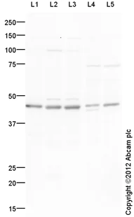 Western blot - Goat Anti-Rabbit IgG H&L (HRP) preadsorbed (AB97080)