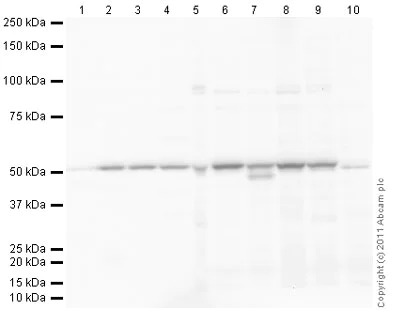 Western blot - Goat Anti-Rabbit IgG H&L (HRP) preadsorbed (AB97080)