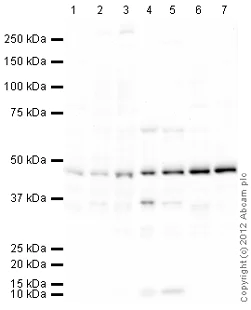 Western blot - Goat Anti-Rabbit IgG H&L (HRP) preadsorbed (AB97080)