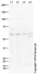 Western blot - Goat Anti-Rabbit IgG H&L (HRP) preadsorbed (AB97080)