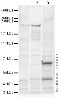 Western blot - Goat Anti-Rabbit IgG H&L (HRP) preadsorbed (AB97080)