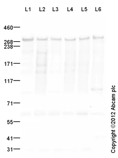 Western blot - Goat Anti-Rabbit IgG H&L (HRP) preadsorbed (AB97080)