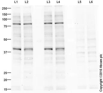 Western blot - Goat Anti-Rabbit IgG H&L (HRP) preadsorbed (AB97080)