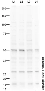 Western blot - Goat Anti-Rabbit IgG H&L (HRP) preadsorbed (AB97080)