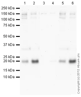 Western blot - Goat Anti-Rabbit IgG H&L (HRP) preadsorbed (AB97080)