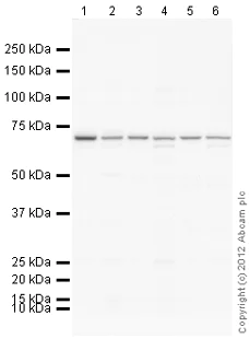 Western blot - Goat Anti-Rabbit IgG H&L (HRP) preadsorbed (AB97080)