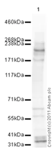 Western blot - Goat Anti-Rabbit IgG H&L (HRP) preadsorbed (AB97080)
