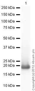 Western blot - Goat Anti-Rabbit IgG H&L (HRP) preadsorbed (AB97080)