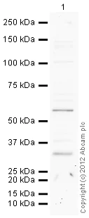 Western blot - Goat Anti-Rabbit IgG H&L (HRP) preadsorbed (AB97080)