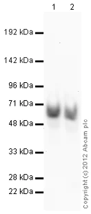 Western blot - Goat Anti-Rabbit IgG H&L (HRP) preadsorbed (AB97080)