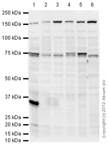 Western blot - Goat Anti-Rabbit IgG H&L (HRP) preadsorbed (AB97080)