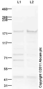 Western blot - Goat Anti-Rabbit IgG H&L (HRP) preadsorbed (AB97080)