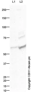 Western blot - Goat Anti-Rabbit IgG H&L (HRP) preadsorbed (AB97080)