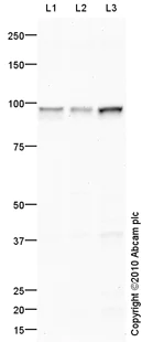 Western blot - Goat Anti-Rabbit IgG H&L (HRP) preadsorbed (AB97080)