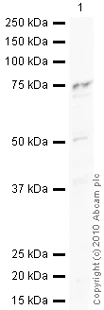 Western blot - Goat Anti-Rabbit IgG H&L (HRP) preadsorbed (AB97080)